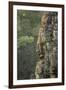 Bayon Temple, Angkor Wat, Siem Reap, Cambodia-Paul Souders-Framed Photographic Print