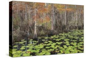 Bayou Autumn-Danny Head-Stretched Canvas