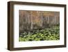 Bayou Autumn-Danny Head-Framed Photographic Print