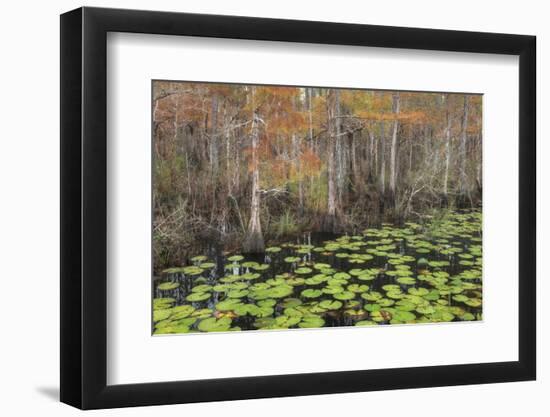 Bayou Autumn-Danny Head-Framed Photographic Print