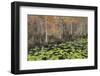 Bayou Autumn-Danny Head-Framed Photographic Print