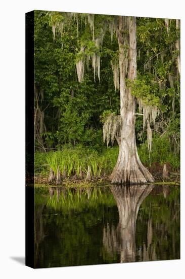 Bayou, New Orleans, Louisiana-Paul Souders-Stretched Canvas