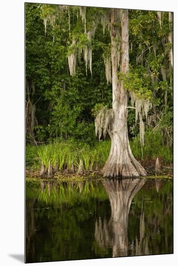 Bayou, New Orleans, Louisiana-Paul Souders-Mounted Premium Photographic Print