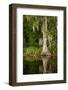 Bayou, New Orleans, Louisiana-Paul Souders-Framed Photographic Print