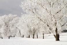 Snow at the Garden of the Gods-bcoulter-Photographic Print