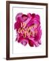 Be Awesome Today-Amy Brinkman-Framed Art Print