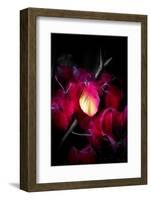 Be Beautiful and Be Quiet-Philippe Sainte-Laudy-Framed Photographic Print