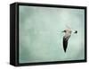 Be Happy and Fly-Robin Dickinson-Framed Stretched Canvas