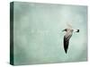 Be Happy and Fly-Robin Dickinson-Stretched Canvas