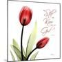 Be Still Tulip-Albert Koetsier-Mounted Art Print