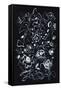 Canvas Black