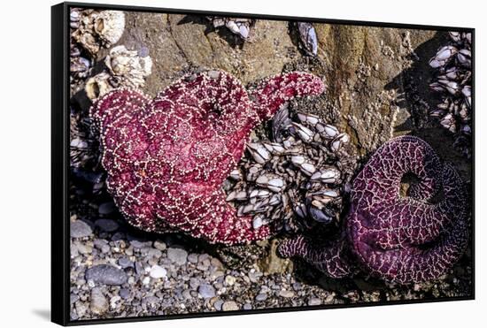 Beach 4, Kalaloch Lodge Olympic National Park, Washington State, USA. Sea anemones-Jolly Sienda-Framed Stretched Canvas