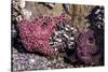 Beach 4, Kalaloch Lodge Olympic National Park, Washington State, USA. Sea anemones-Jolly Sienda-Stretched Canvas