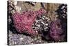 Beach 4, Kalaloch Lodge Olympic National Park, Washington State, USA. Sea anemones-Jolly Sienda-Stretched Canvas