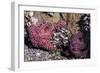 Beach 4, Kalaloch Lodge Olympic National Park, Washington State, USA. Sea anemones-Jolly Sienda-Framed Photographic Print