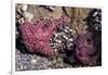 Beach 4, Kalaloch Lodge Olympic National Park, Washington State, USA. Sea anemones-Jolly Sienda-Framed Photographic Print