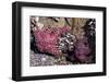 Beach 4, Kalaloch Lodge Olympic National Park, Washington State, USA. Sea anemones-Jolly Sienda-Framed Photographic Print