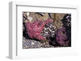 Beach 4, Kalaloch Lodge Olympic National Park, Washington State, USA. Sea anemones-Jolly Sienda-Framed Photographic Print