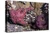 Beach 4, Kalaloch Lodge Olympic National Park, Washington State, USA. Sea anemones-Jolly Sienda-Stretched Canvas