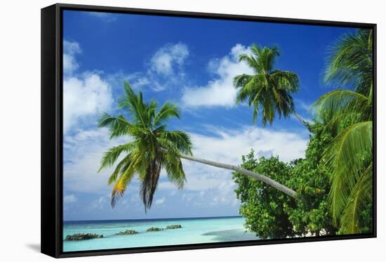 Beach and Palm Trees by the Indian Ocean at Nakatchafushi, North Male Atoll, Maldives-Robert Harding-Framed Stretched Canvas