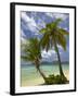 Beach and Palm Trees, Plantation Island Resort, Malolo Lailai Island, Mamanuca Islands, Fiji-David Wall-Framed Premium Photographic Print