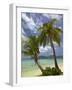 Beach and Palm Trees, Plantation Island Resort, Malolo Lailai Island, Mamanuca Islands, Fiji-David Wall-Framed Photographic Print