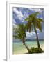 Beach and Palm Trees, Plantation Island Resort, Malolo Lailai Island, Mamanuca Islands, Fiji-David Wall-Framed Photographic Print