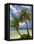 Beach and Palm Trees, Plantation Island Resort, Malolo Lailai Island, Mamanuca Islands, Fiji-David Wall-Framed Stretched Canvas