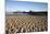 Beach and Stearns Wharf-Stuart-Mounted Photographic Print