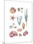 Beach Assortment-Sandra Jacobs-Mounted Giclee Print