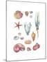 Beach Assortment-Sandra Jacobs-Mounted Giclee Print