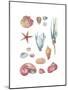 Beach Assortment-Sandra Jacobs-Mounted Giclee Print