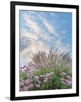 Beach Astor and Pennisetum Grass-Donald Paulson-Framed Giclee Print