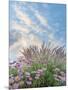 Beach Astor and Pennisetum Grass-Donald Paulson-Mounted Giclee Print