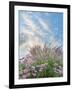 Beach Astor and Pennisetum Grass-Donald Paulson-Framed Giclee Print