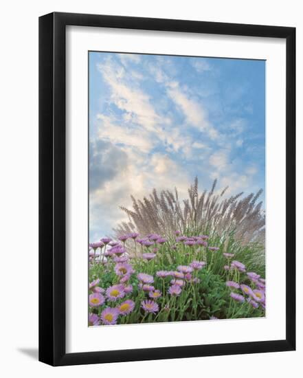 Beach Astor and Pennisetum Grass-Donald Paulson-Framed Giclee Print