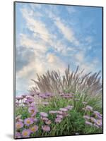 Beach Astor and Pennisetum Grass-Donald Paulson-Mounted Giclee Print