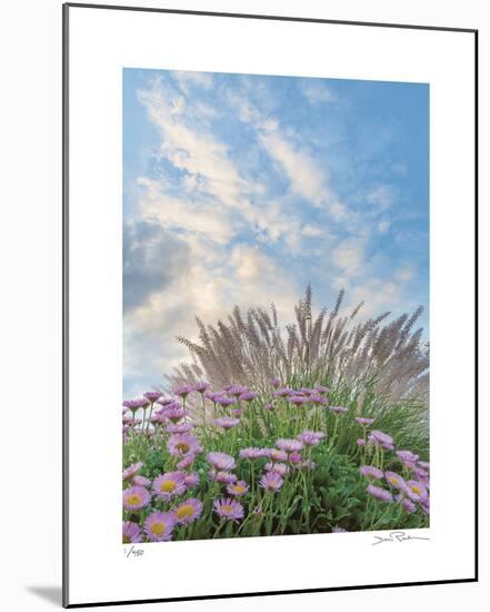 Beach Astor and Pennisetum Grass-Donald Paulson-Mounted Giclee Print