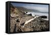 Beach at Andrew Molera State Park-Stuart-Framed Stretched Canvas