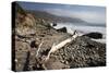 Beach at Andrew Molera State Park-Stuart-Stretched Canvas