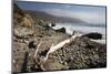 Beach at Andrew Molera State Park-Stuart-Mounted Photographic Print