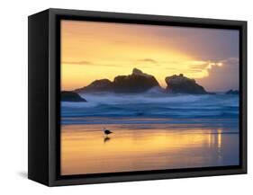 Beach at Sunset with Sea Stacks and Gull, Bandon, Oregon, USA-Nancy Rotenberg-Framed Stretched Canvas