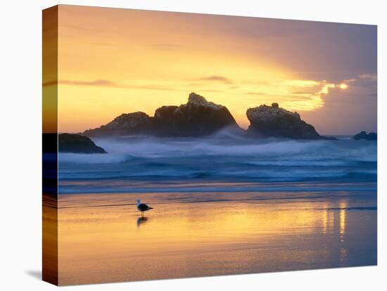 Beach at Sunset with Sea Stacks and Gull, Bandon, Oregon, USA-Nancy Rotenberg-Stretched Canvas