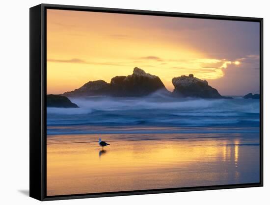 Beach at Sunset with Sea Stacks and Gull, Bandon, Oregon, USA-Nancy Rotenberg-Framed Stretched Canvas