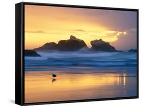 Beach at Sunset with Sea Stacks and Gull, Bandon, Oregon, USA-Nancy Rotenberg-Framed Stretched Canvas