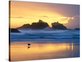 Beach at Sunset with Sea Stacks and Gull, Bandon, Oregon, USA-Nancy Rotenberg-Stretched Canvas