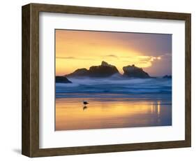 Beach at Sunset with Sea Stacks and Gull, Bandon, Oregon, USA-Nancy Rotenberg-Framed Photographic Print