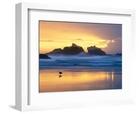 Beach at Sunset with Sea Stacks and Gull, Bandon, Oregon, USA-Nancy Rotenberg-Framed Photographic Print