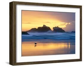 Beach at Sunset with Sea Stacks and Gull, Bandon, Oregon, USA-Nancy Rotenberg-Framed Photographic Print