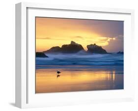 Beach at Sunset with Sea Stacks and Gull, Bandon, Oregon, USA-Nancy Rotenberg-Framed Photographic Print